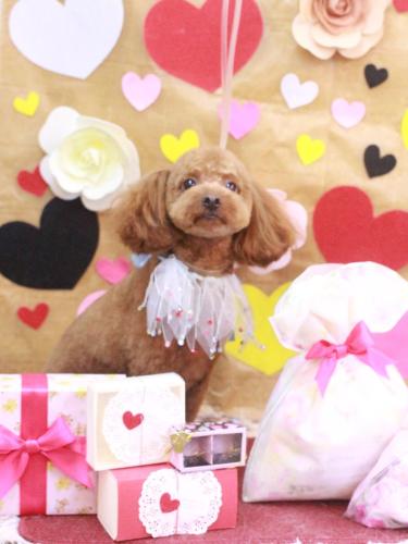 20230226ベルくん